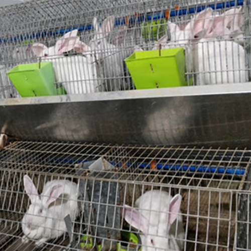 张家口育肥兔批发