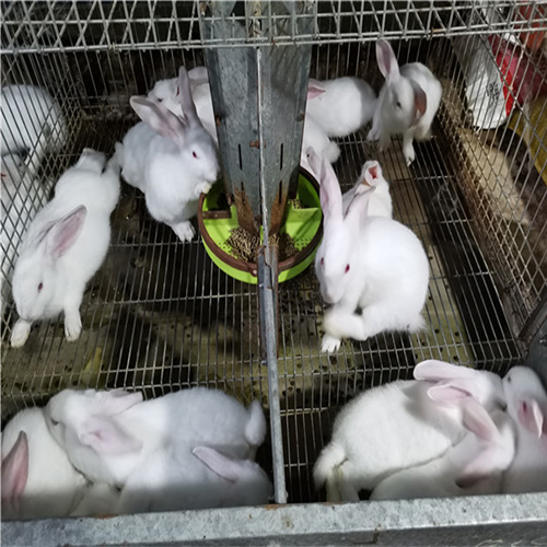大同兔苗批发