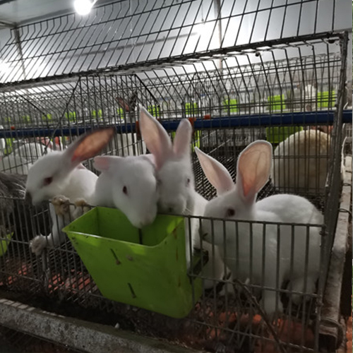 中卫兔子养殖